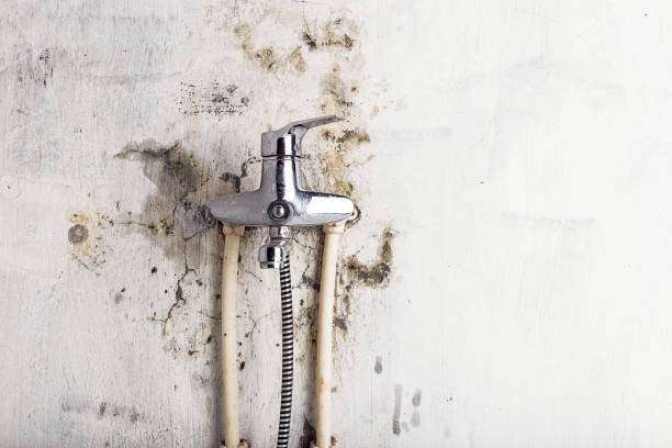 Best Affordable Mold Removal  in Elkins, WV