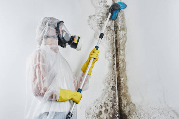 Professional Mold Removal in Elkins, WV