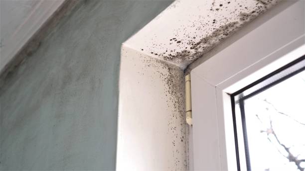 Certified Mold Removal in Elkins, WV