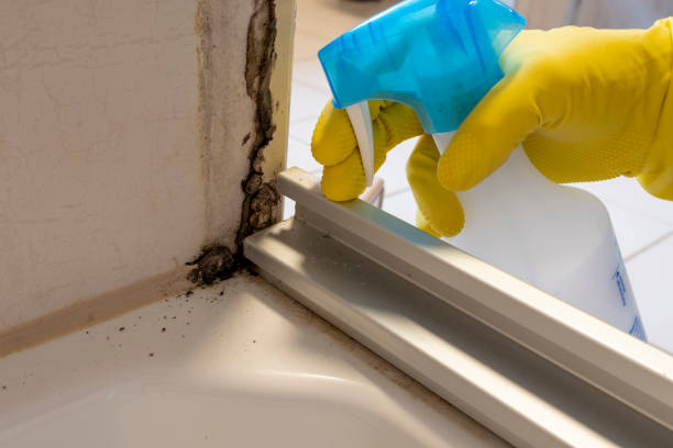 Best Mold Cleaning Services  in Elkins, WV