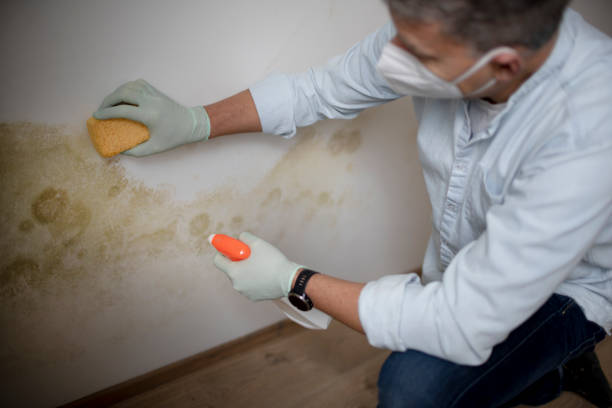 Best Home Mold Removal  in Elkins, WV