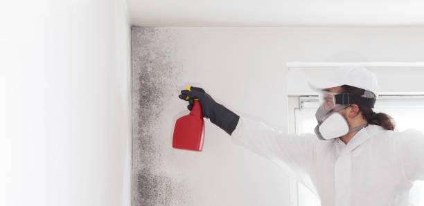 Mold Removal Process in Elkins, WV