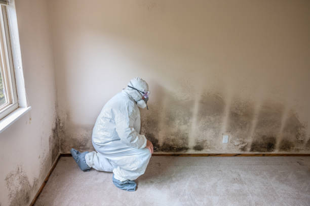 Best Mold Testing  in Elkins, WV