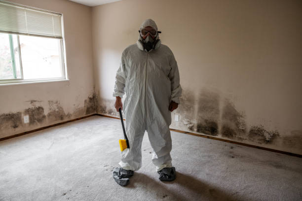 Best Mold Testing and Removal  in Elkins, WV