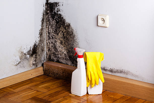 Crawl Space Mold Removal in Elkins, WV