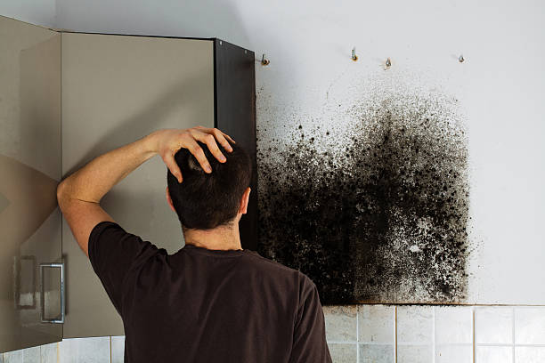 Best Office Mold Removal Services  in Elkins, WV