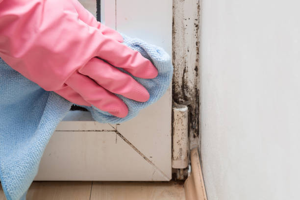 Professional Mold Removal in Elkins, WV