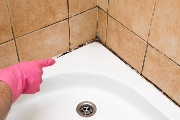 Best Toxic Mold Removal  in Elkins, WV
